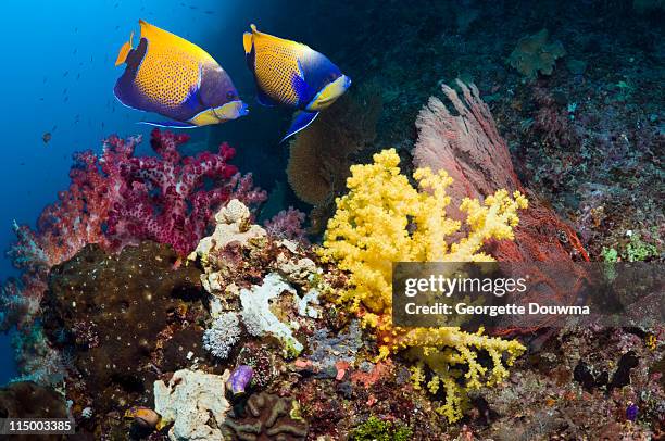 tropical reef fish. - euxiphipops navarchus fotografías e imágenes de stock