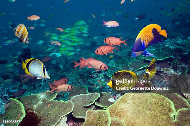 tropical reef fish. - euxiphipops navarchus fotografías e imágenes de stock