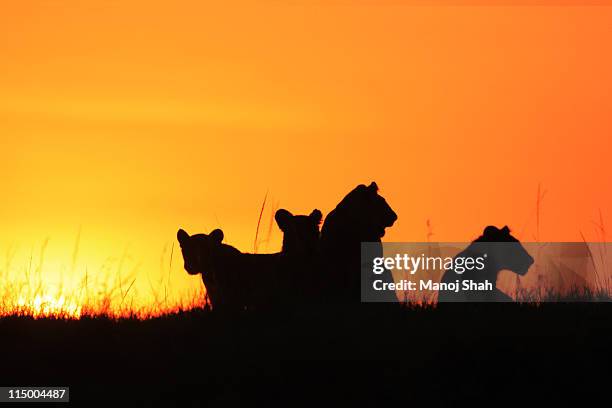 young lions playing - lion cub stock pictures, royalty-free photos & images
