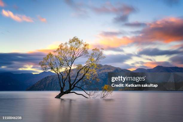 the lone tree of wanaka at sunset time, autumn of new zealand. - see lake wanaka stock-fotos und bilder