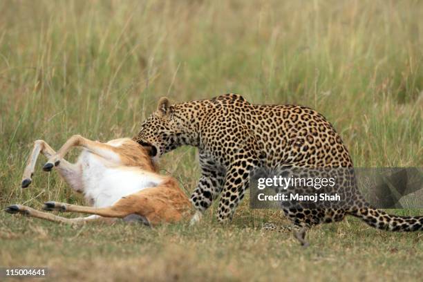 Leopard Eat Rabbit Leopard Eating Photos and Premium High Res Pictures - Getty Images