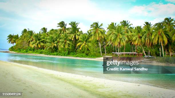 line of palm trees with a water body and a waka boat moored at a jetty. - isole cook foto e immagini stock