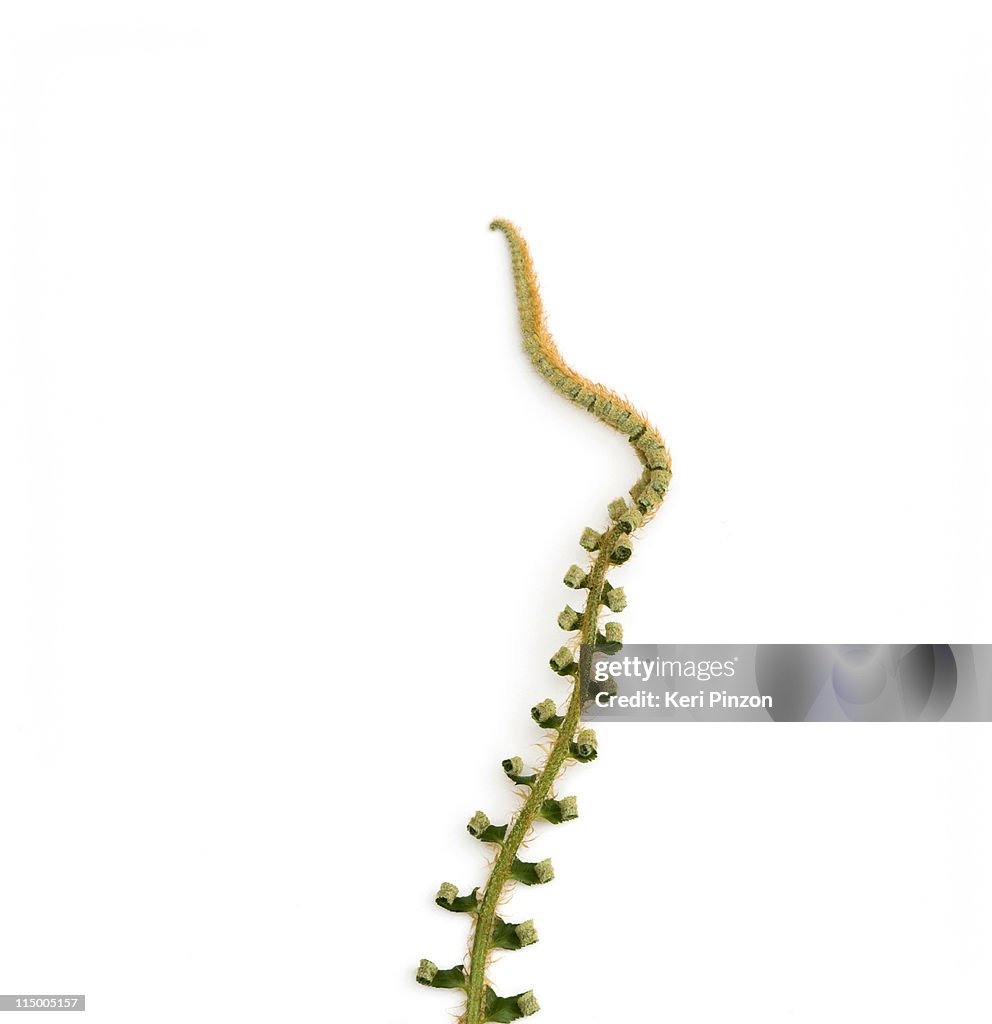 Young Sword Fern frond unfurling.
