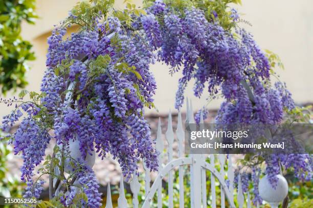 flower arch with fence - blåregn bildbanksfoton och bilder