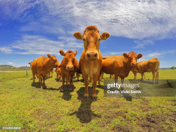 beef cattle of australia - grazing stock pictures, royalty-free photos & images