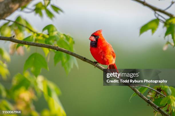 northern red cardinal perched on a tree - fringillidae imagens e fotografias de stock