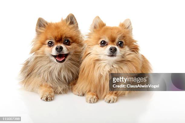 portrait of two little dogs - pomeranian stock pictures, royalty-free photos & images