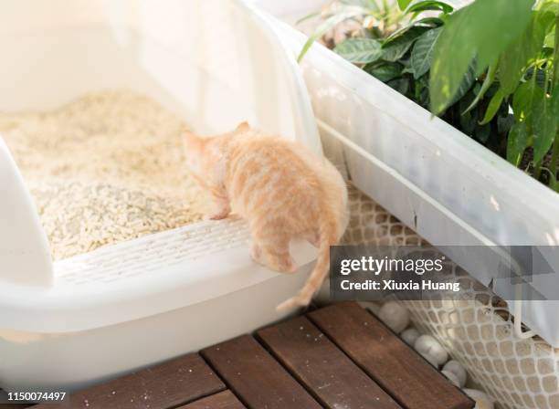 cat in plastic litter box - cat box stockfoto's en -beelden