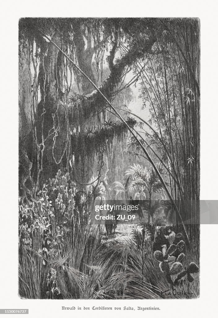 Forest in the Cordilleras of Salta, Argentina, woodcut, published 1897