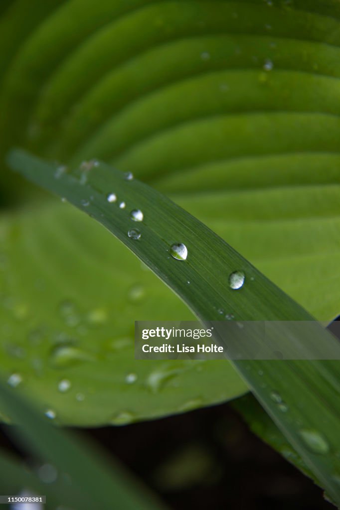 Green Raindrops