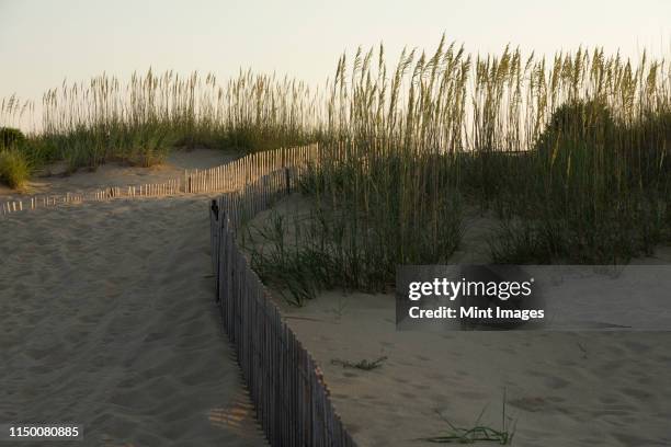 sand dunes on the coast of virginia, usa, low light, fence and dune grasses silhouette. - marram grass stock pictures, royalty-free photos & images