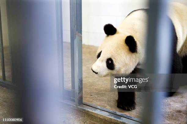 Giant panda Bai Yun is seen at China Conservation and Research Center for Giant Panda Dujiangyan Base after years in U.S. On May 16, 2019 in Chengdu,...