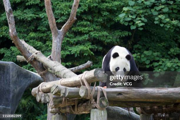 Giant panda Xiao Liwu is seen at China Conservation and Research Center for Giant Panda Dujiangyan Base after years in U.S. On May 16, 2019 in...