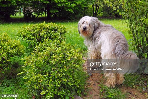 bergamasco sheepdog standing in garden - bergamasco sheepdog stock pictures, royalty-free photos & images