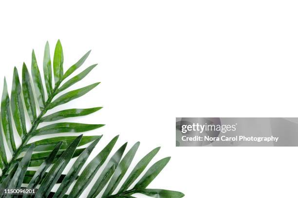 palm leaves on white background - tropical tree leaves stock pictures, royalty-free photos & images