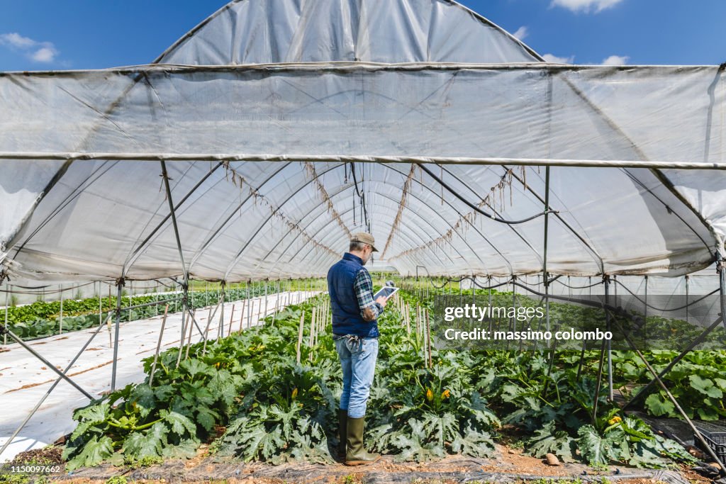 Farmer Checking the Greenhouse of Vegetables with Digital Tablet