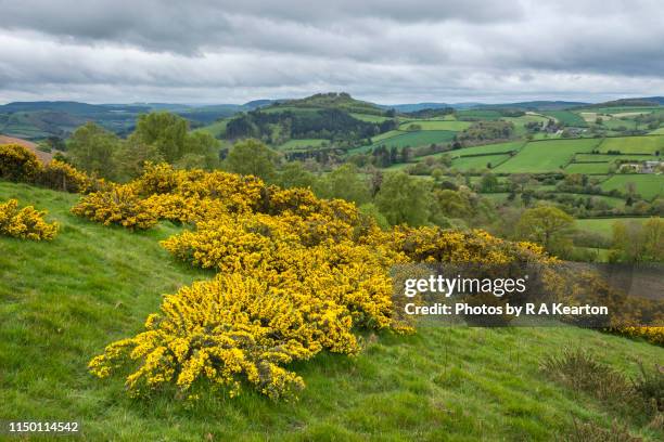hopesay hill, shropshire, england - shropshire stock pictures, royalty-free photos & images