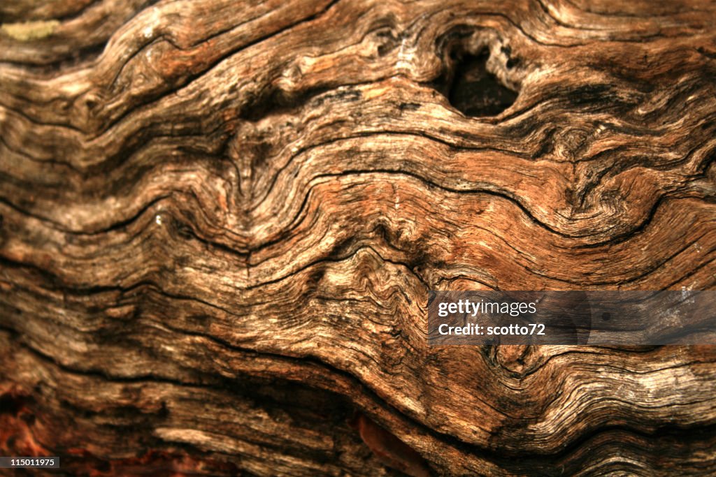 Gnarly textura de madera