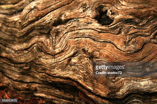 gnarly wood texture - woodland stock pictures, royalty-free photos & images