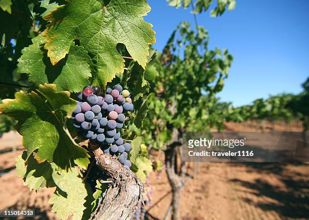 grapes on the vine - sonoma stockfoto's en -beelden
