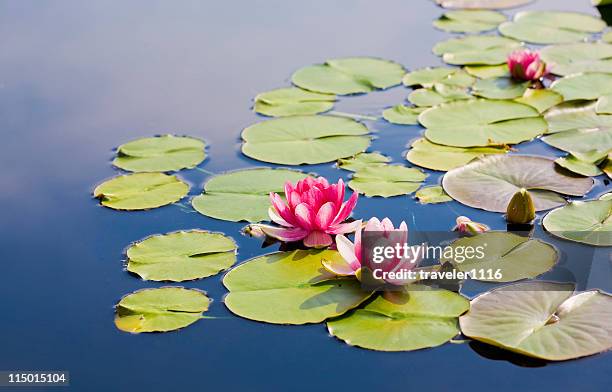 waterlilies - lirio fotografías e imágenes de stock