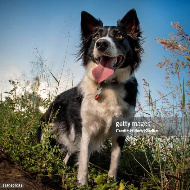 border collie standing in a field - border collie stock pictures, royalty-free photos & images