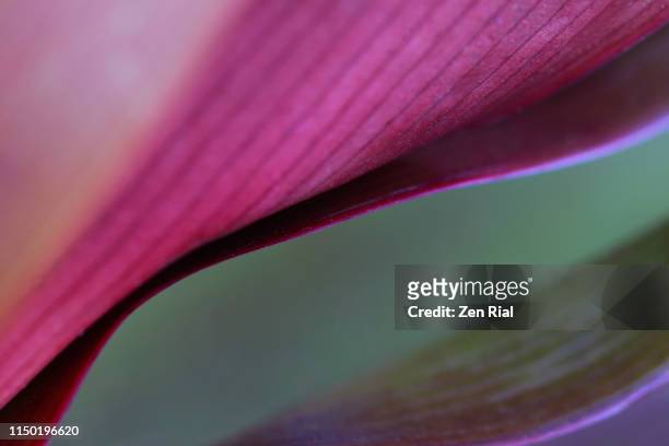 close up of tropical leaves in its natural colors showing leaf edge and leaf veins - two color gradient stock pictures, royalty-free photos & images