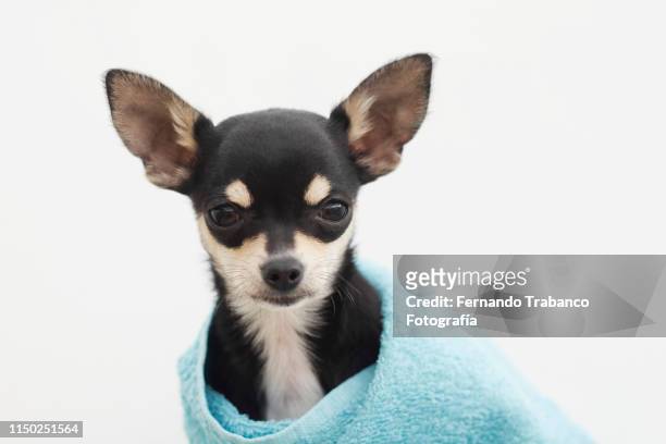 dog with a bath towel - skimpy bathing suits stock pictures, royalty-free photos & images