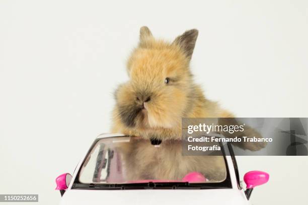rabbit driving - green car crash imagens e fotografias de stock