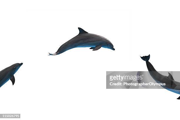 dolphins - dolfijn stockfoto's en -beelden