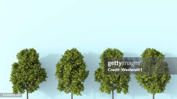 Tree Row Texture 63,356 Row Trees Stock Photos, High-Res Pictures, and Images - Getty Images