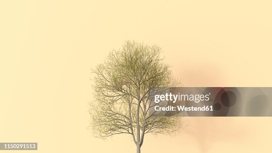 3D rendering, Single bare tree on yellow background 3D rendering, Single bare tree on yellow background