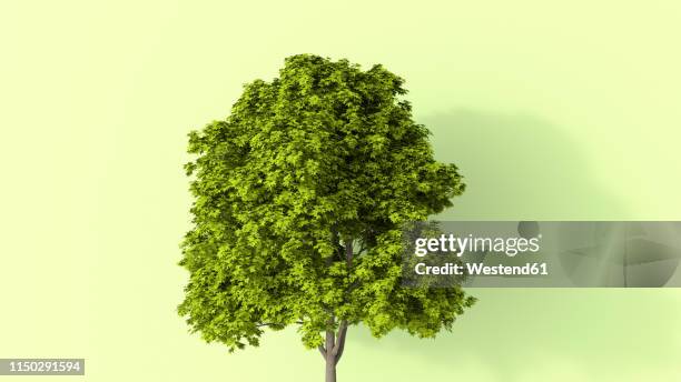 3d rendering, lush tree in summer - green japanese maple white background stock illustrations