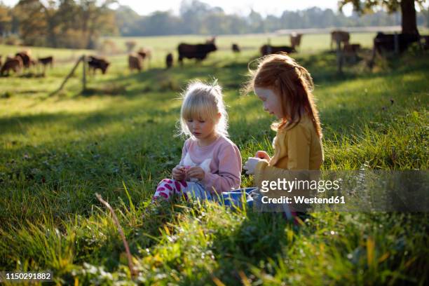two sisters sitting in rural field - viehweide stock-fotos und bilder