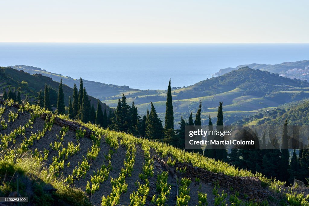 The famous vineyards of BANYULS