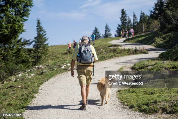 germany, bavaria, chiemgau, kampenwand, senior man hiking with golden retriever - old golden retriever stock pictures, royalty-free photos & images