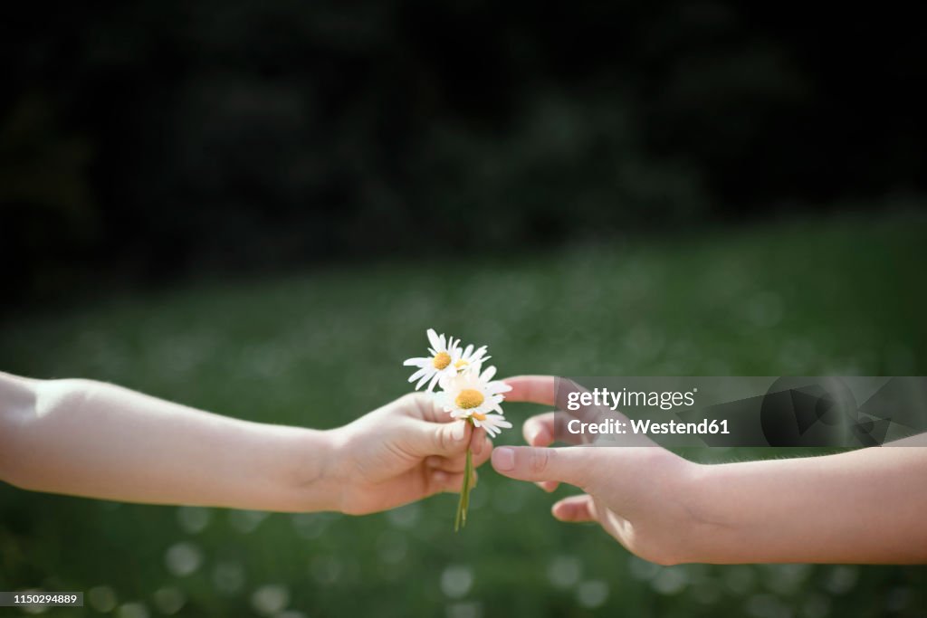 Close-up of hand handing over flowers