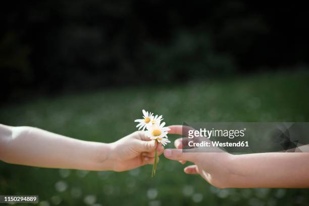close-up of hand handing over flowers - receiving flowers stock pictures, royalty-free photos & images
