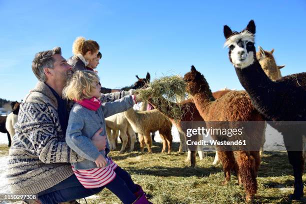 family feeding alpacas with hay on a field in winter - alpaca stockfoto's en -beelden