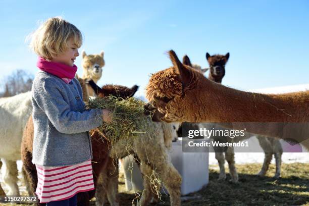 girl feeding alpacas with hay on a field in winter - alpaka stock-fotos und bilder