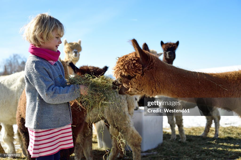 Girl feeding alpacas with hay on a field in winter