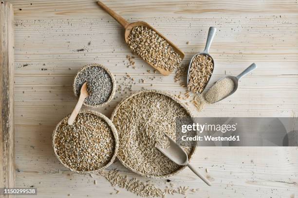 organic wheat, rye shot, amaranth, spelt, buckwheat and oat on shovels and on wood, from above - rye grain foto e immagini stock