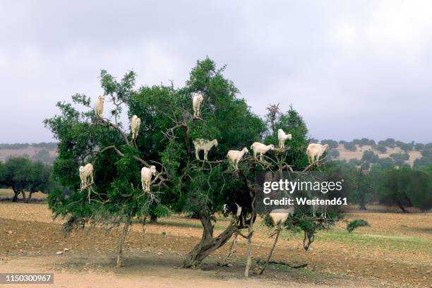 morocco, sidi kaouki, goats climbing on argan tree - argan oil stock-fotos und bilder