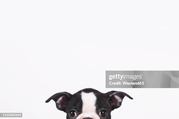 peeking boston terrier puppy in front of white background - terrier boston stock pictures, royalty-free photos & images