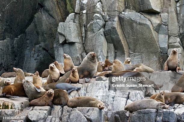 Red Rocks Seals 6,423 Seals On A Rock Stock Photos, High-Res Pictures, and Images ...