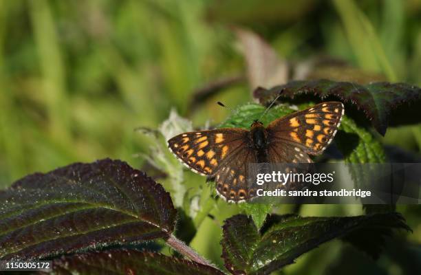 a stunning rare duke of burgundy butterfly, hamearis lucina, perching on a bramble leaf with its wings open. - hamearis lucina stock pictures, royalty-free photos & images