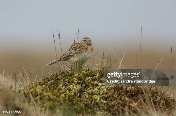 a beautiful skylark, alauda arvensis, perched on top  of a mossy mound in the moors of durham, uk. - alauda arvensis stock pictures, royalty-free photos & images