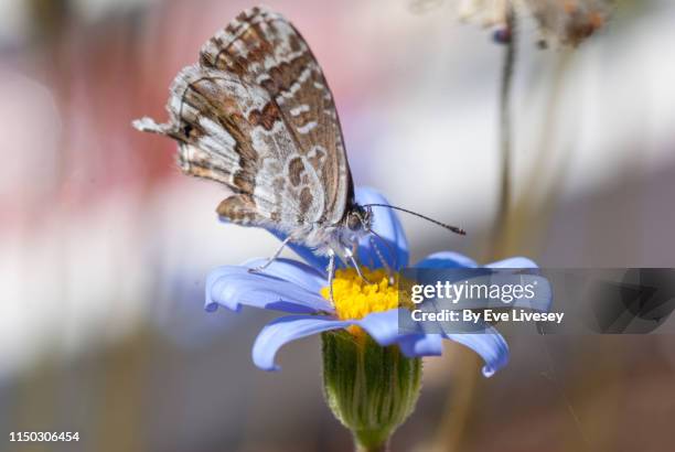Geranio Mariposa de Bronce en flor
