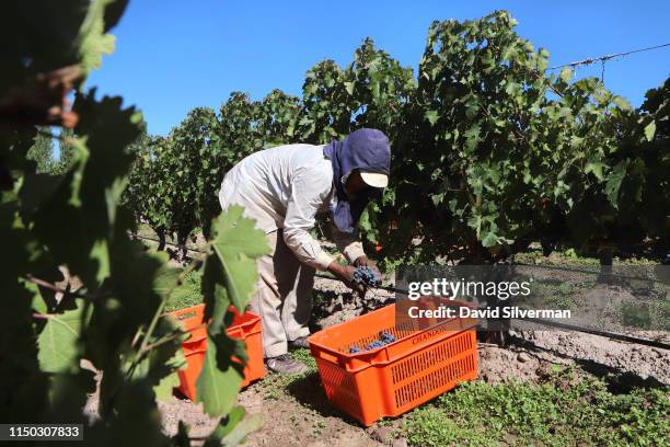 Worker harvests Malbec grapes at Cheval des Andes winery on March 29, 2019 in the Luján de Cuyo district of Mendoza province, Argentina. Cheval Des...