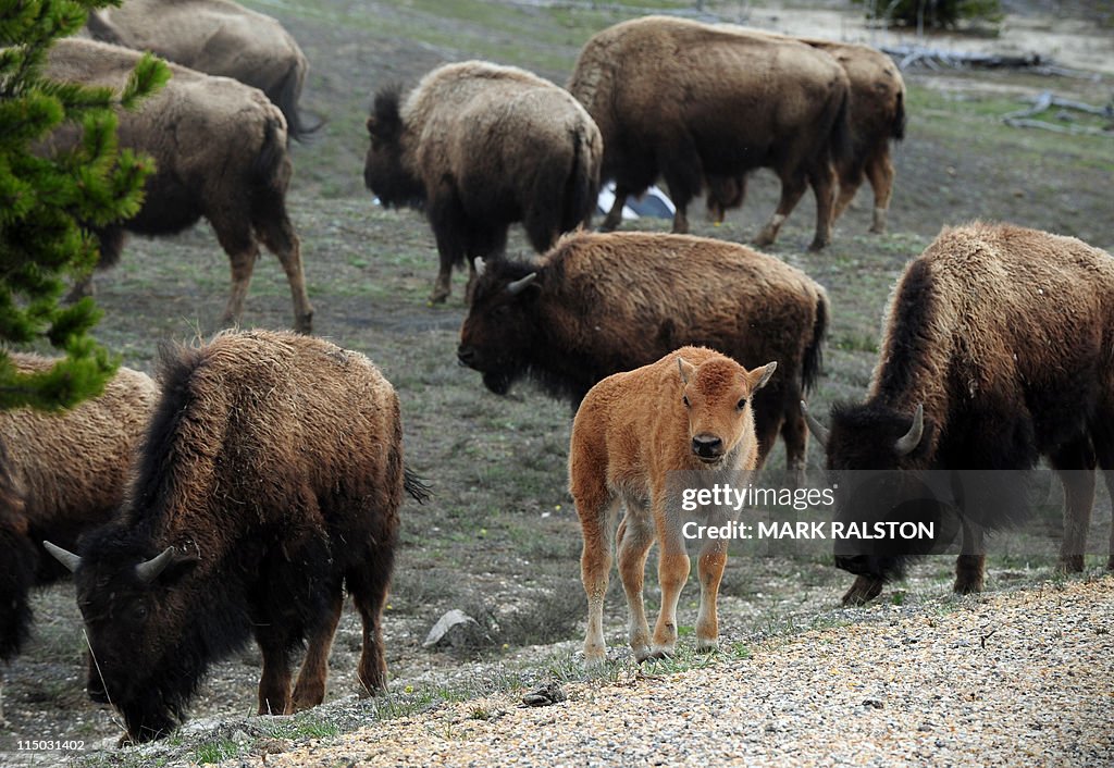 American Bison (also known as Buffalo) a